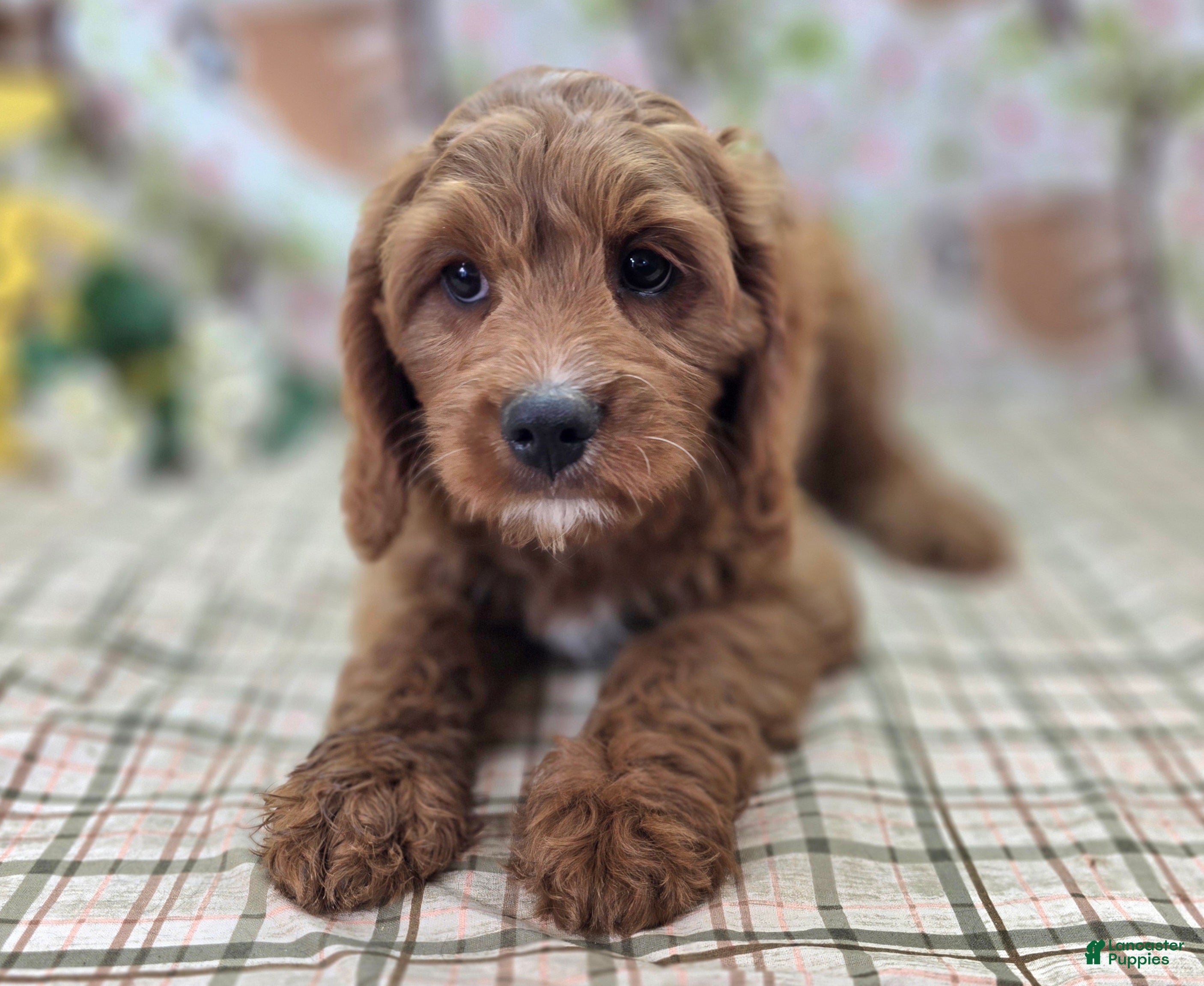 Cavapoo dogs Iceberg - Ad 14