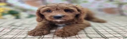 Cavapoo dogs for sale: Iceberg - Ad 26