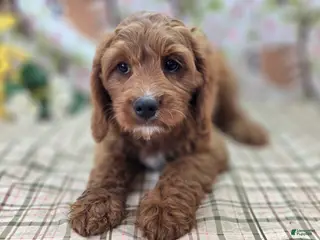 Cavapoo dogs Iceberg - Ad 12