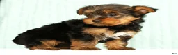 Yorkshire Terrier dogs for sale: Molly - Ad 4