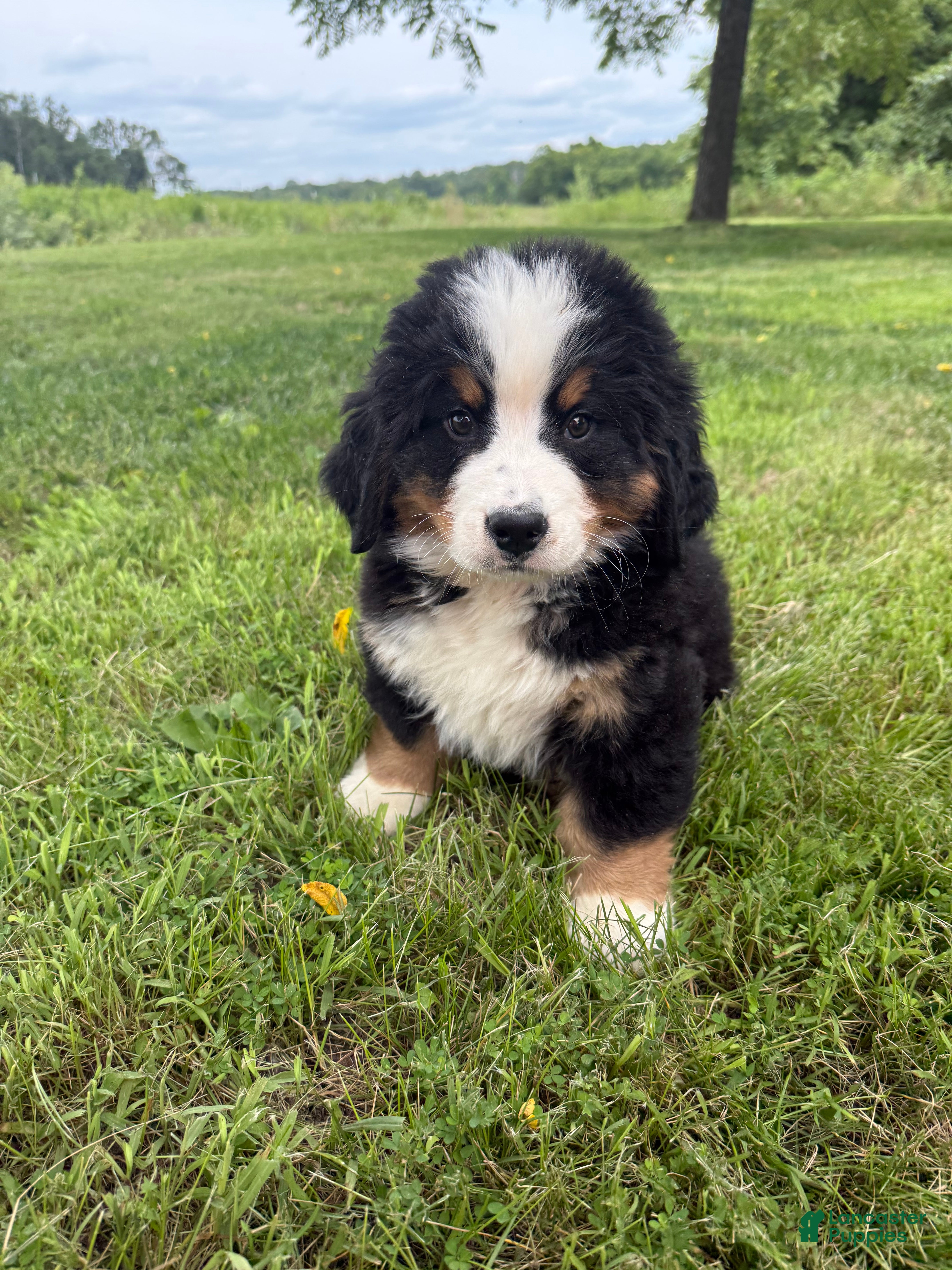 Bernese Mountain Dog dogs John - Ad 3