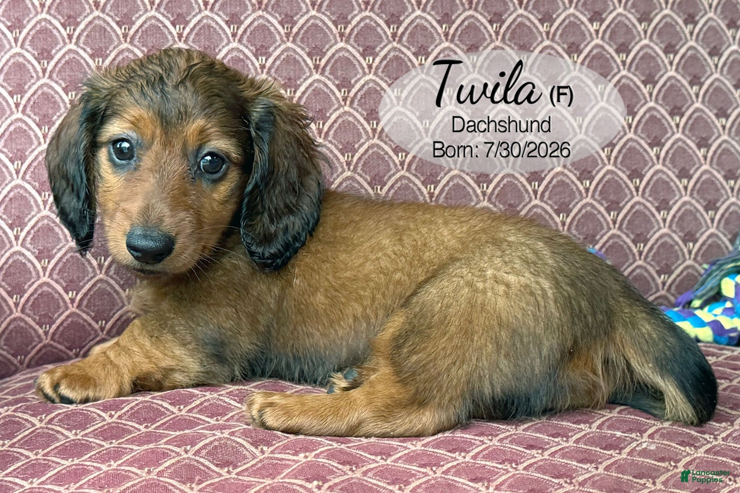 Dachshund dogs Twila - Ad 2