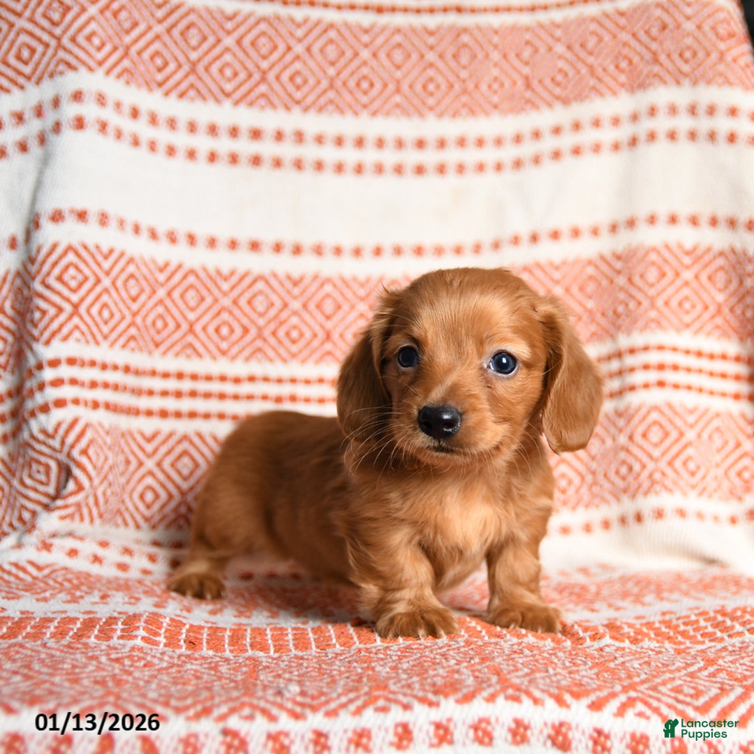 Miniature Dachshund dogs for sale: King - Ad 3