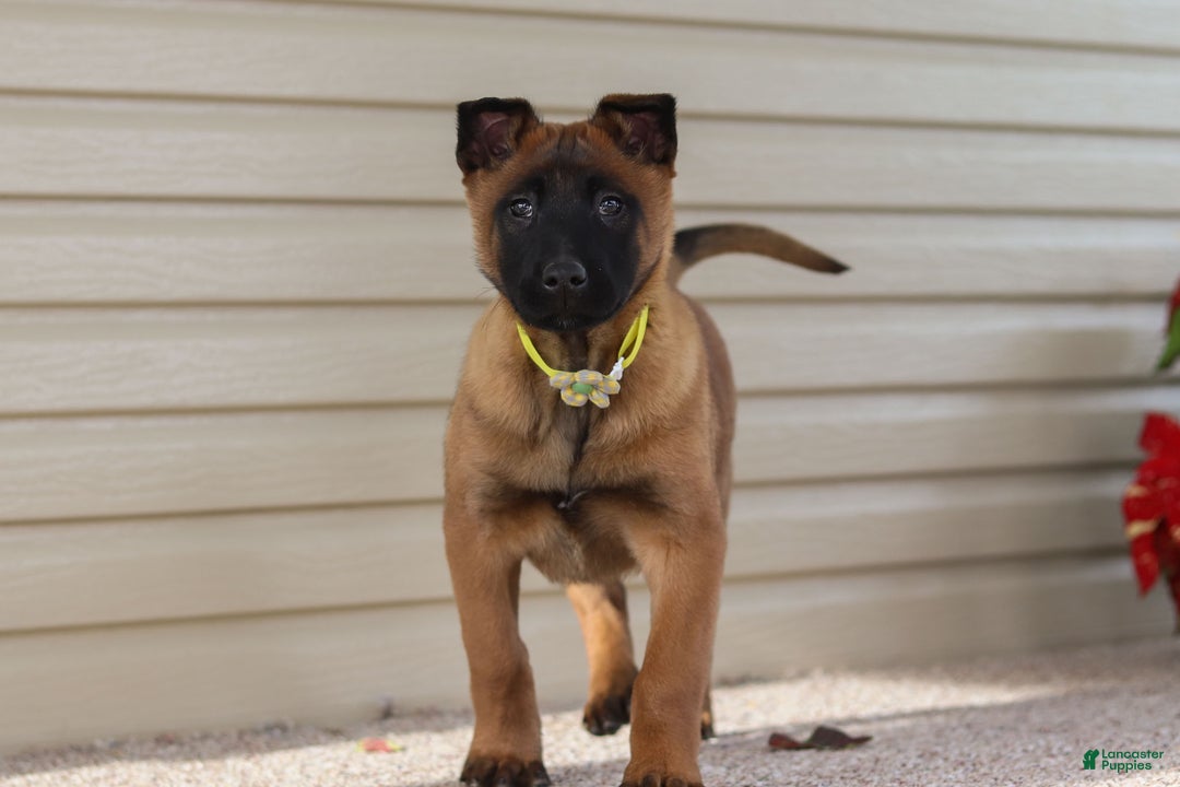 Belgian Malinois dogs for sale: Ginger - Ad 12