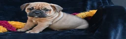 Mixed Breed dogs for sale: Bruno - Ad 10