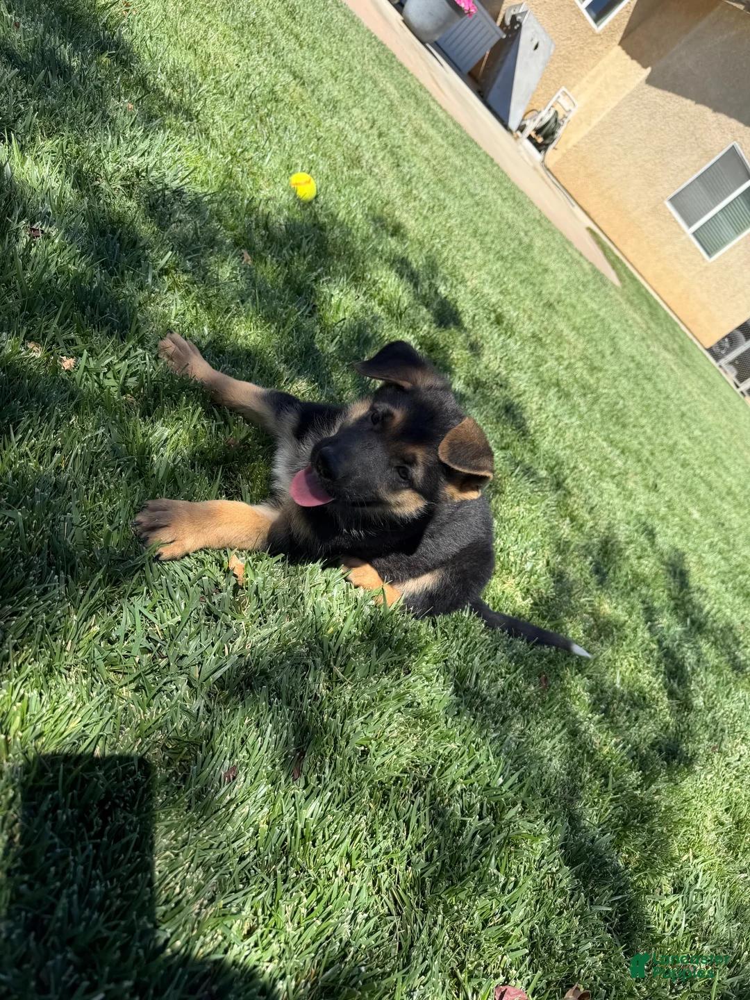 German Shepherd dogs for sale: German Shepherd 1 - Ad 1