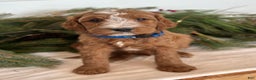 Irish Doodle dogs for sale: Theodore  - Ad 7
