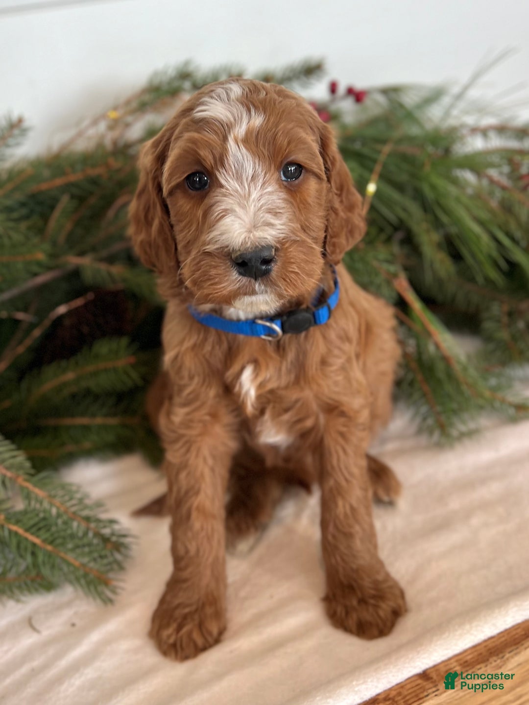 Irish Doodle dogs for sale: Theodore  - Ad 7