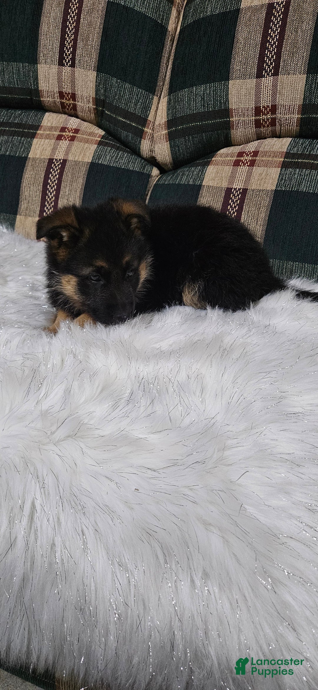 German Shepherd dogs for sale: Sabrina  - Ad 9