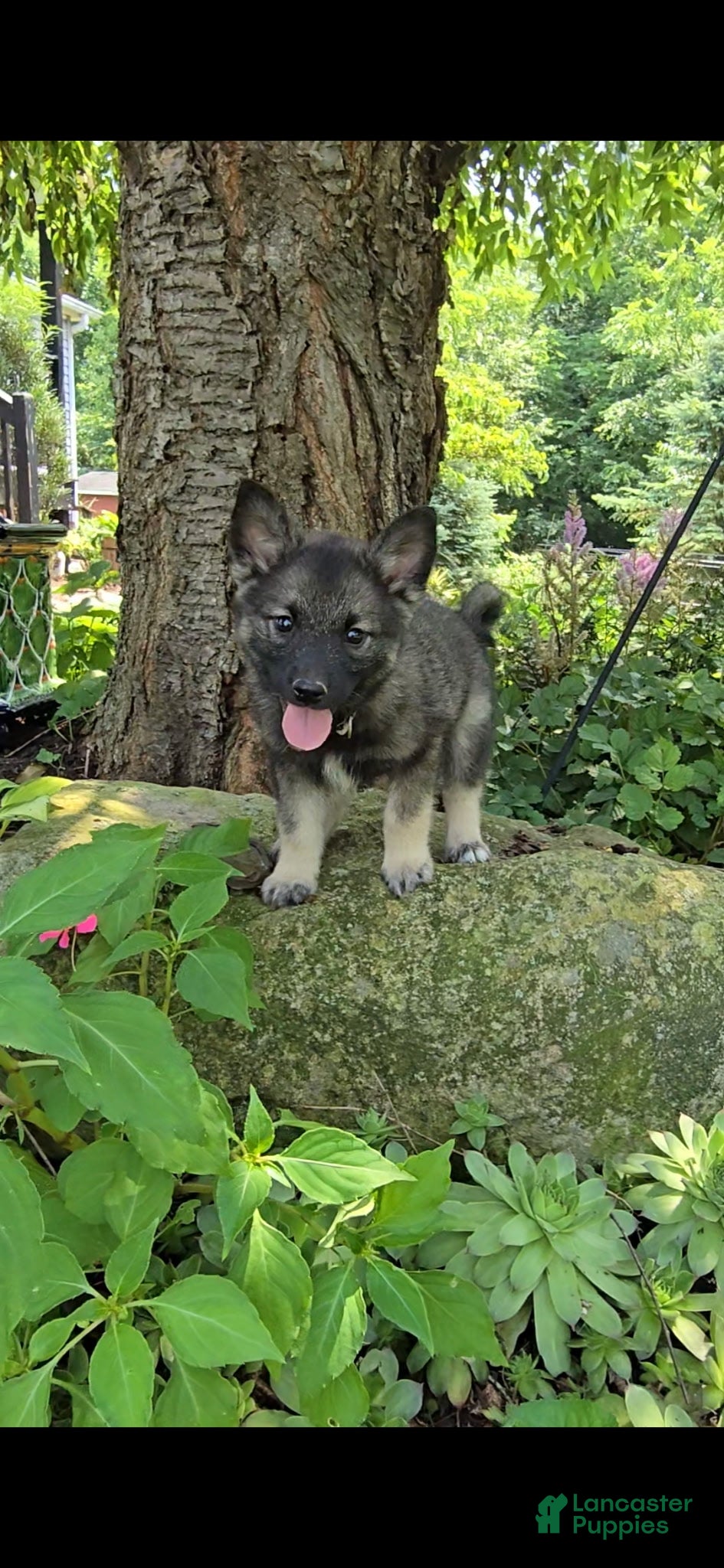 Norwegian Elkhound dogs Beauty  - Ad 2