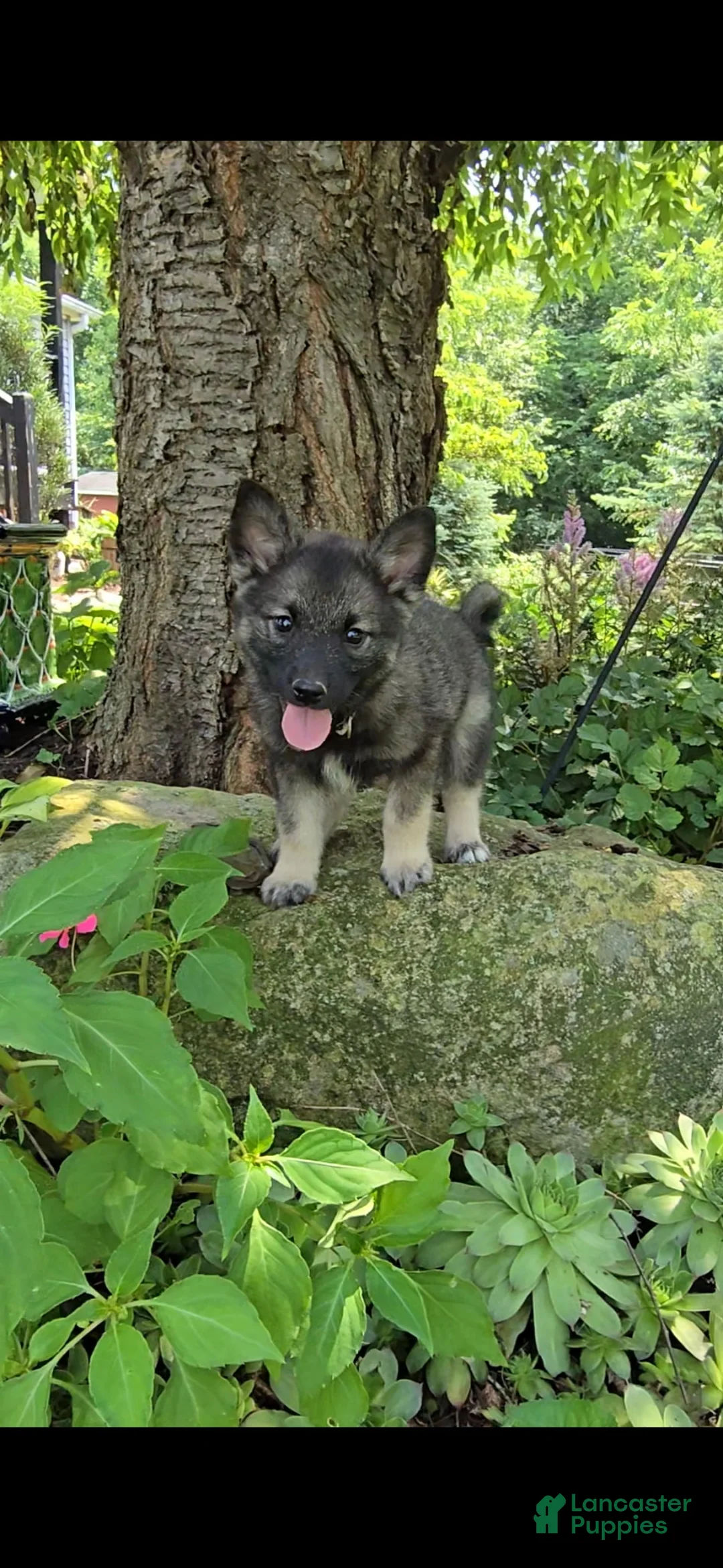 Norwegian Elkhound dogs for sale: Beauty  - Ad 2