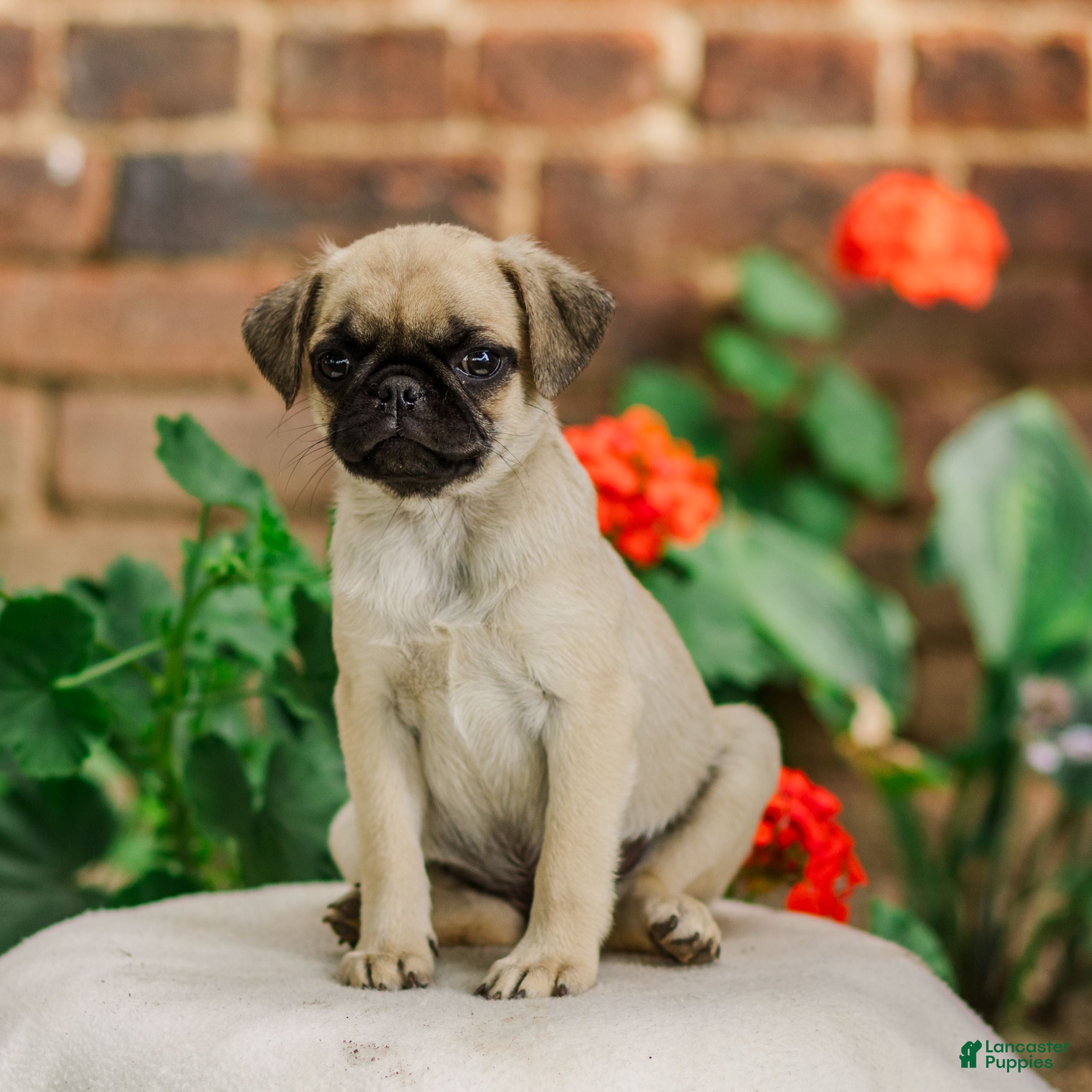 Pug dogs Snow  - Ad 1