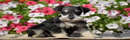 Miniature Schnauzer dogs for sale: Amanda - Mini - Ad 4