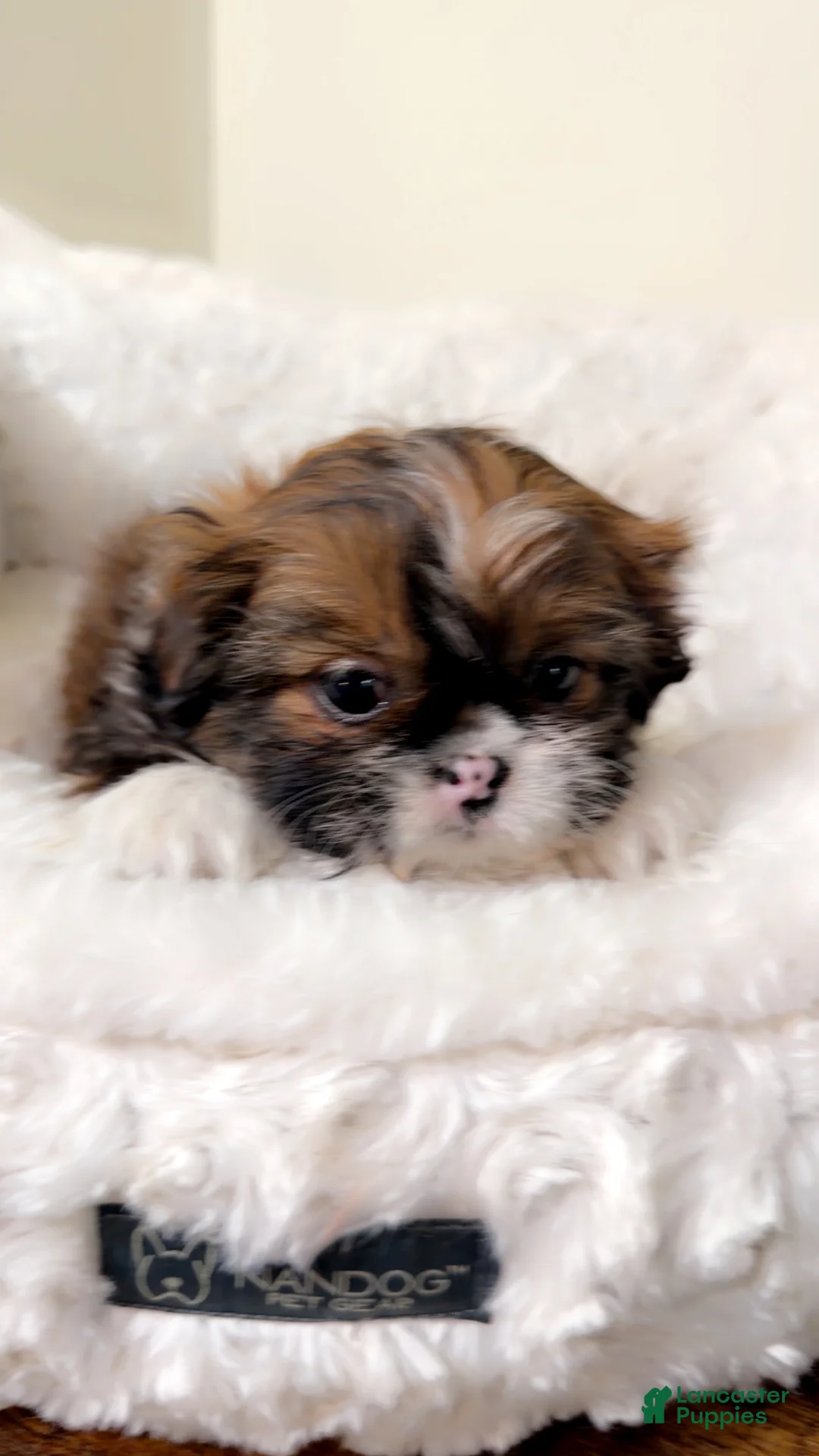 Shih Tzu dogs for sale: Bambi  - Ad 2