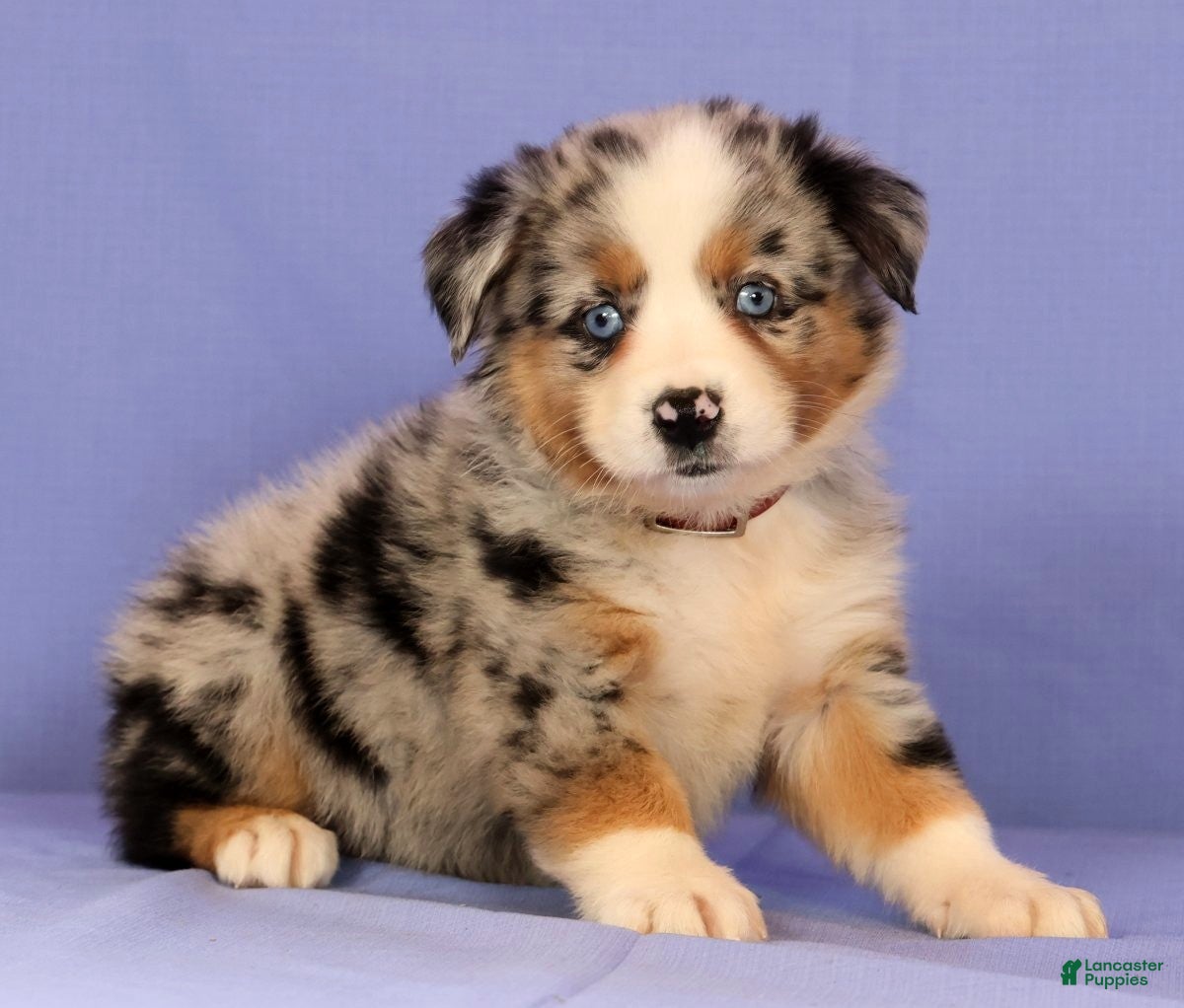 Miniature Australian Shepherd dogs Melissa - Ad 1