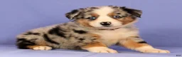 Miniature Australian Shepherd dogs for sale: Melissa - Ad 1