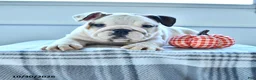 English Bulldog dogs for sale: Bradi - Ad 3