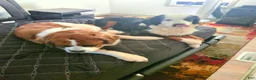 Mixed Breed dogs for sale: Marley - Ad 17