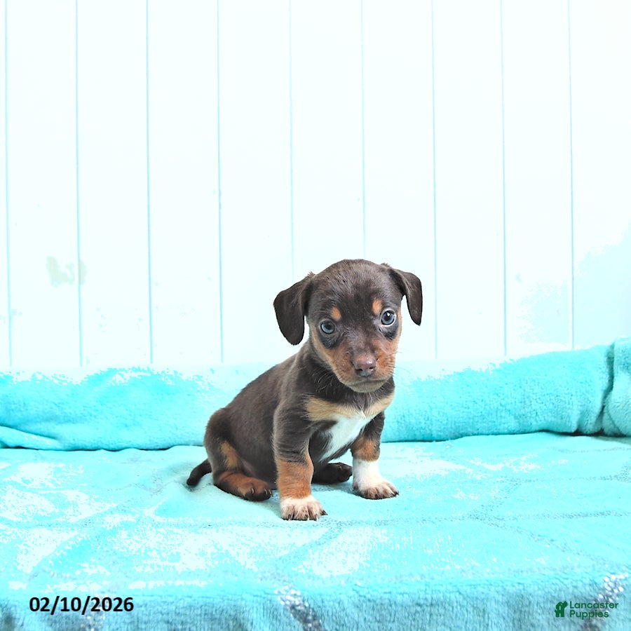 Mixed Breed dogs Frosty - Ad 2