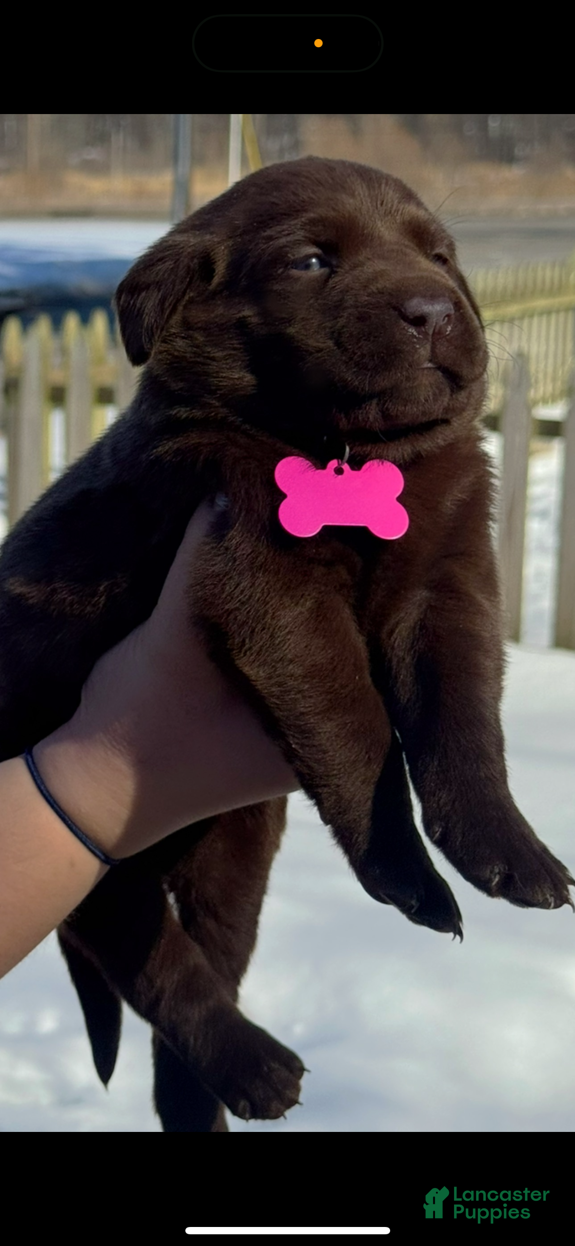 Labrador Retriever dogs georgann  - Ad 1