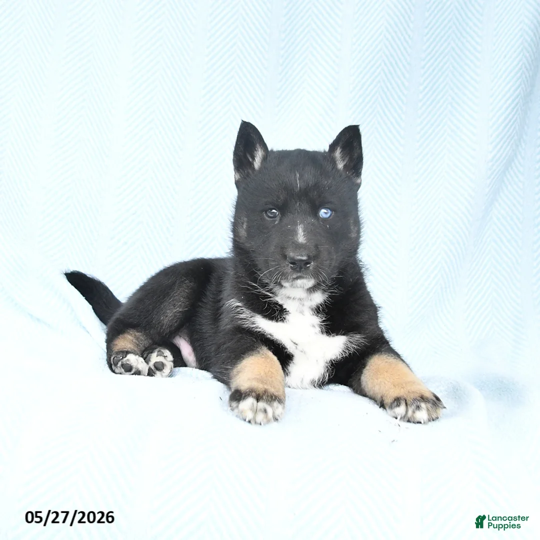 Gerberian Shepsky dogs for sale: Flash - Ad 1