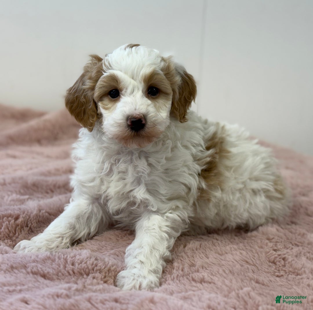 Mini Goldendoodle dogs for sale: Pumpkin  - Ad 8