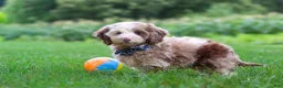 Cockapoo dogs for sale: Oakley - Ad 5