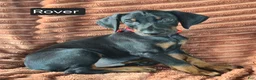 Doberman Pinscher dogs for sale: Rover - Ad 5