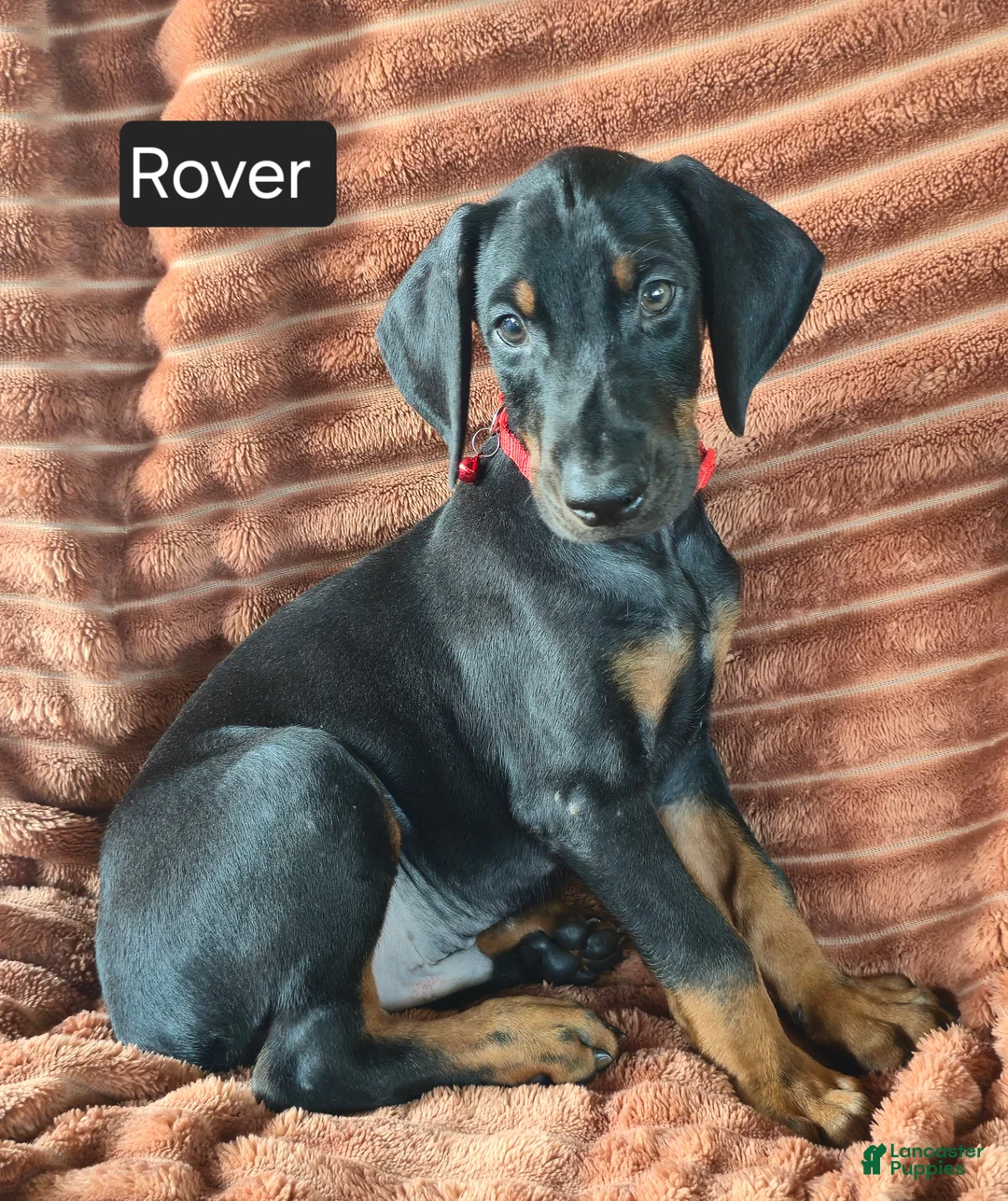 Doberman Pinscher dogs for sale: Rover - Ad 5