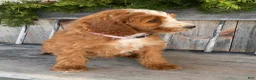 Irish Doodle dogs for sale: Isabella  - Ad 17