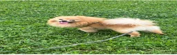 Pomeranian dogs for sale: Pomeranian 3 - Ad 6