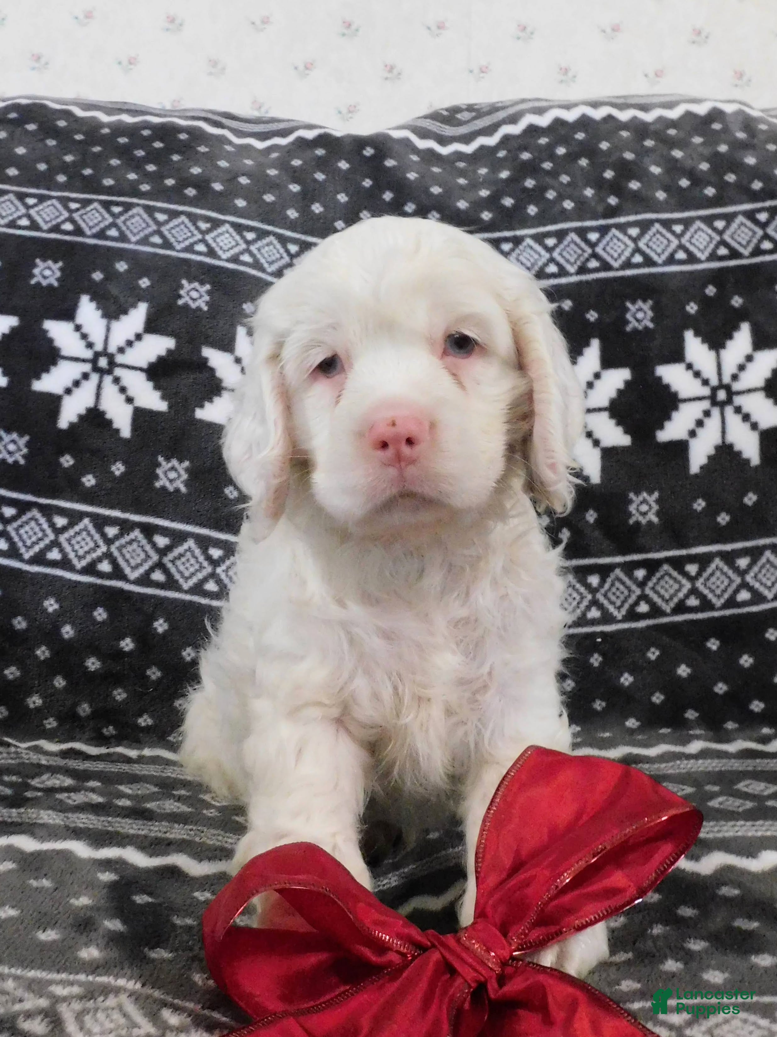 Cocker Spaniel dogs Vanilla - Ad 40