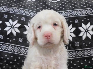 Cocker Spaniel dogs Vanilla - Ad 29