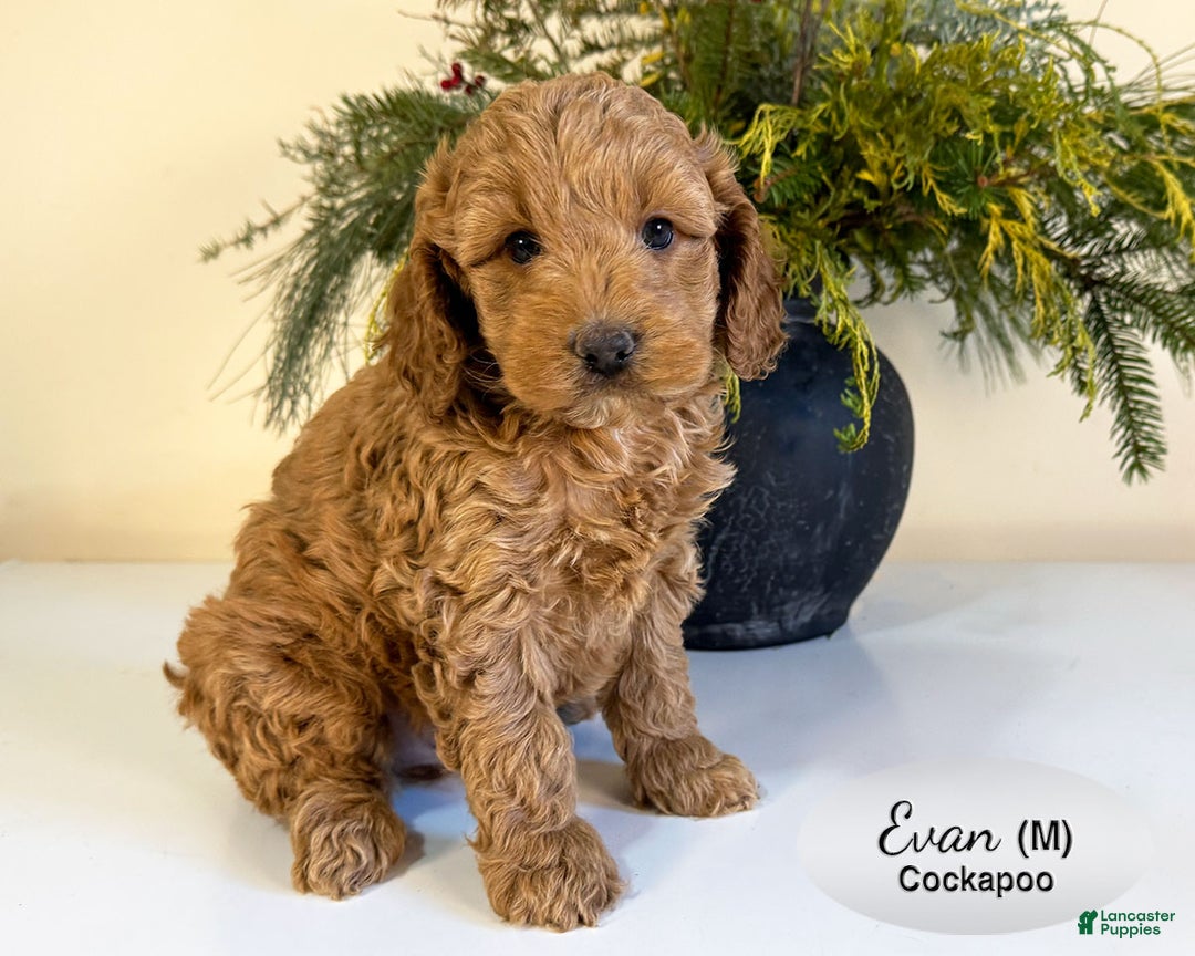 Cockapoo dogs for sale: Evan - Ad 2