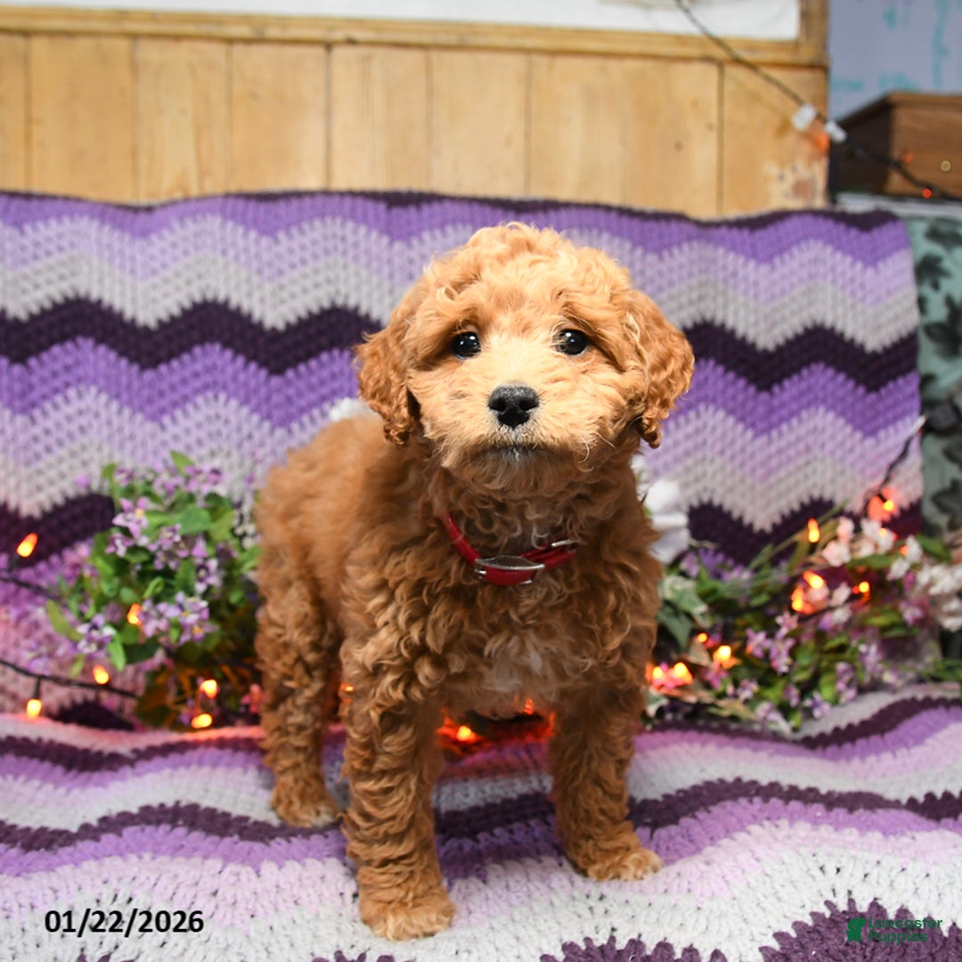 Mini Goldendoodle dogs for sale: Ashley - Ad 3