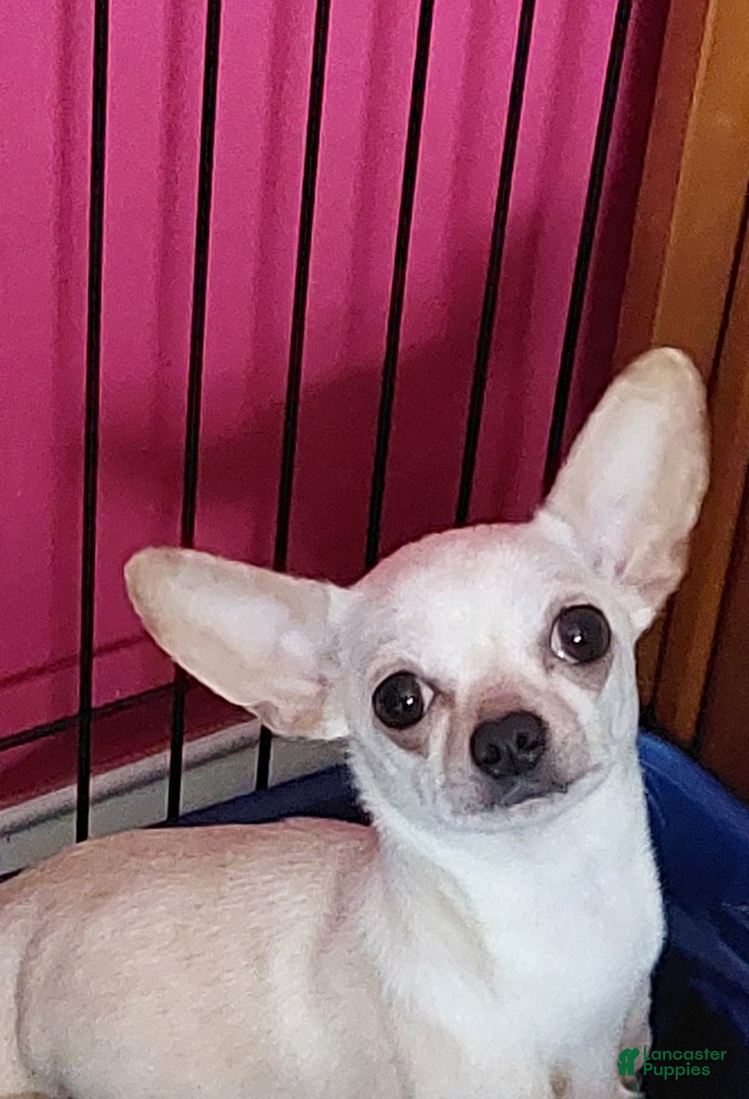 Chihuahua dogs for sale: Micah - Ad 15