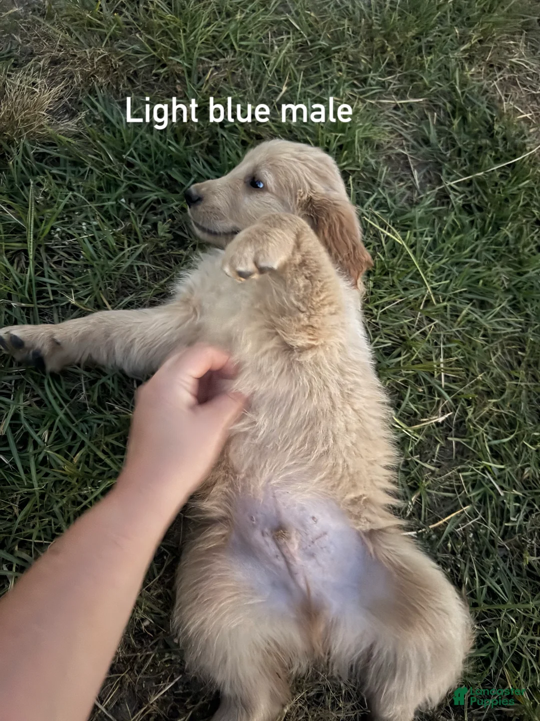 Golden Retriever dogs for sale: Light blue collar Golden Retriever 5 - Ad 2