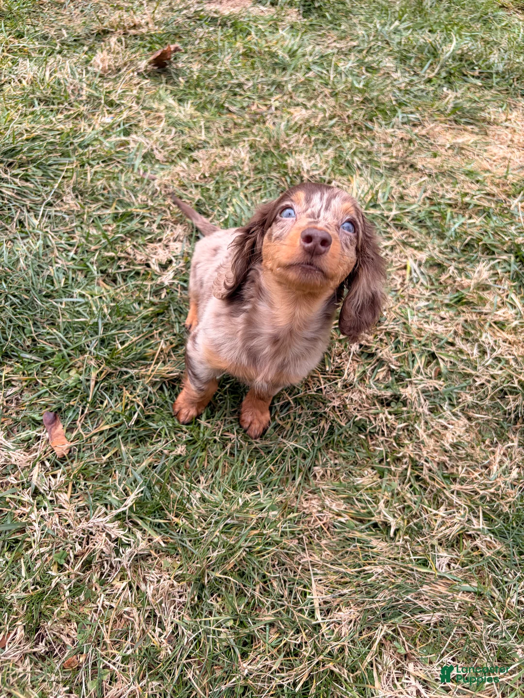 Miniature Dachshund dogs for sale: Tikka - Ad 8