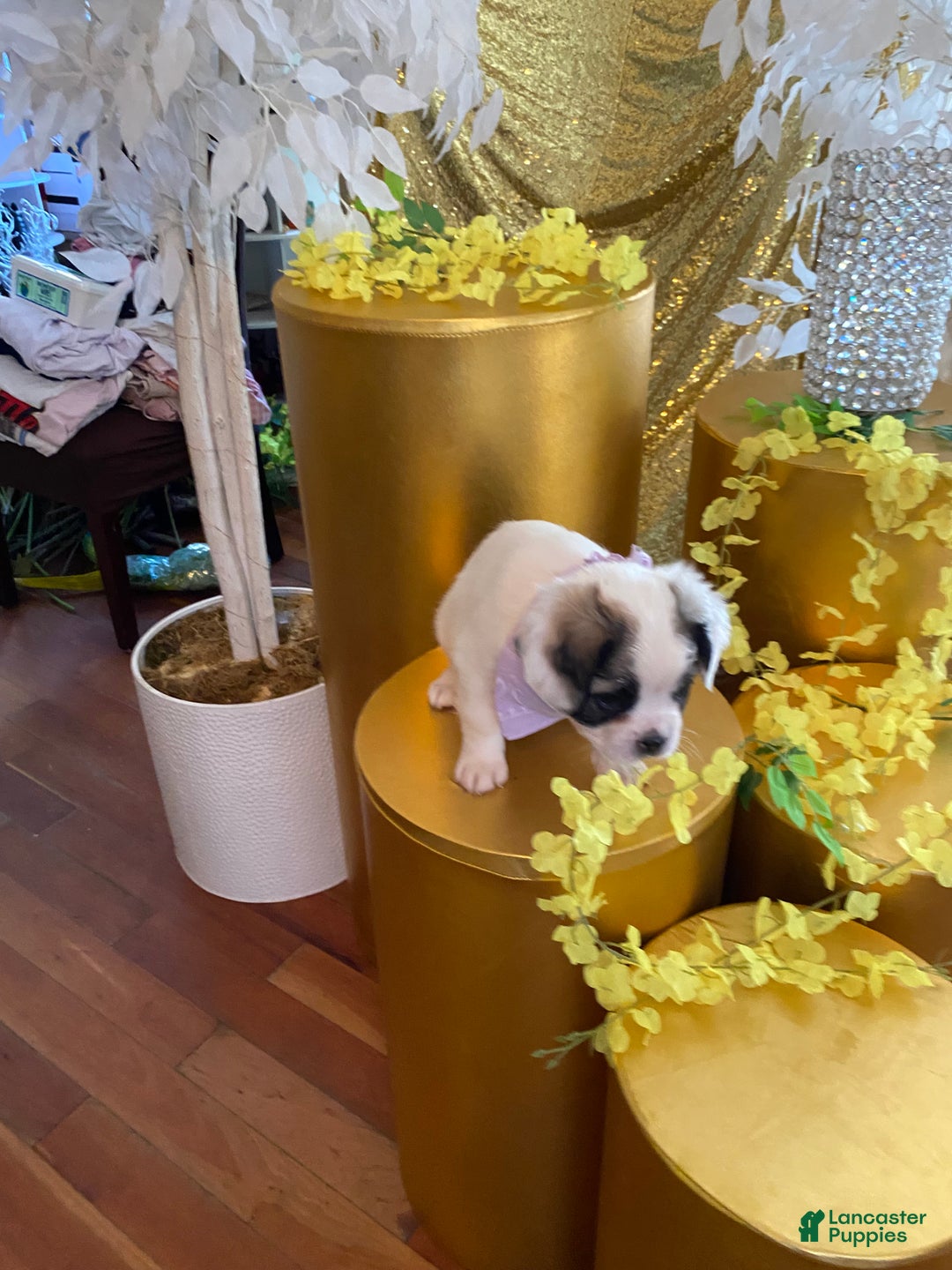 French Bulldog dogs for sale: Dakota - Ad 3