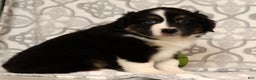 Miniature Australian Shepherd dogs for sale: Toby - Ad 8