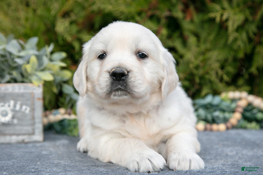 Golden Retriever dogs for sale: Micah - Ad 1
