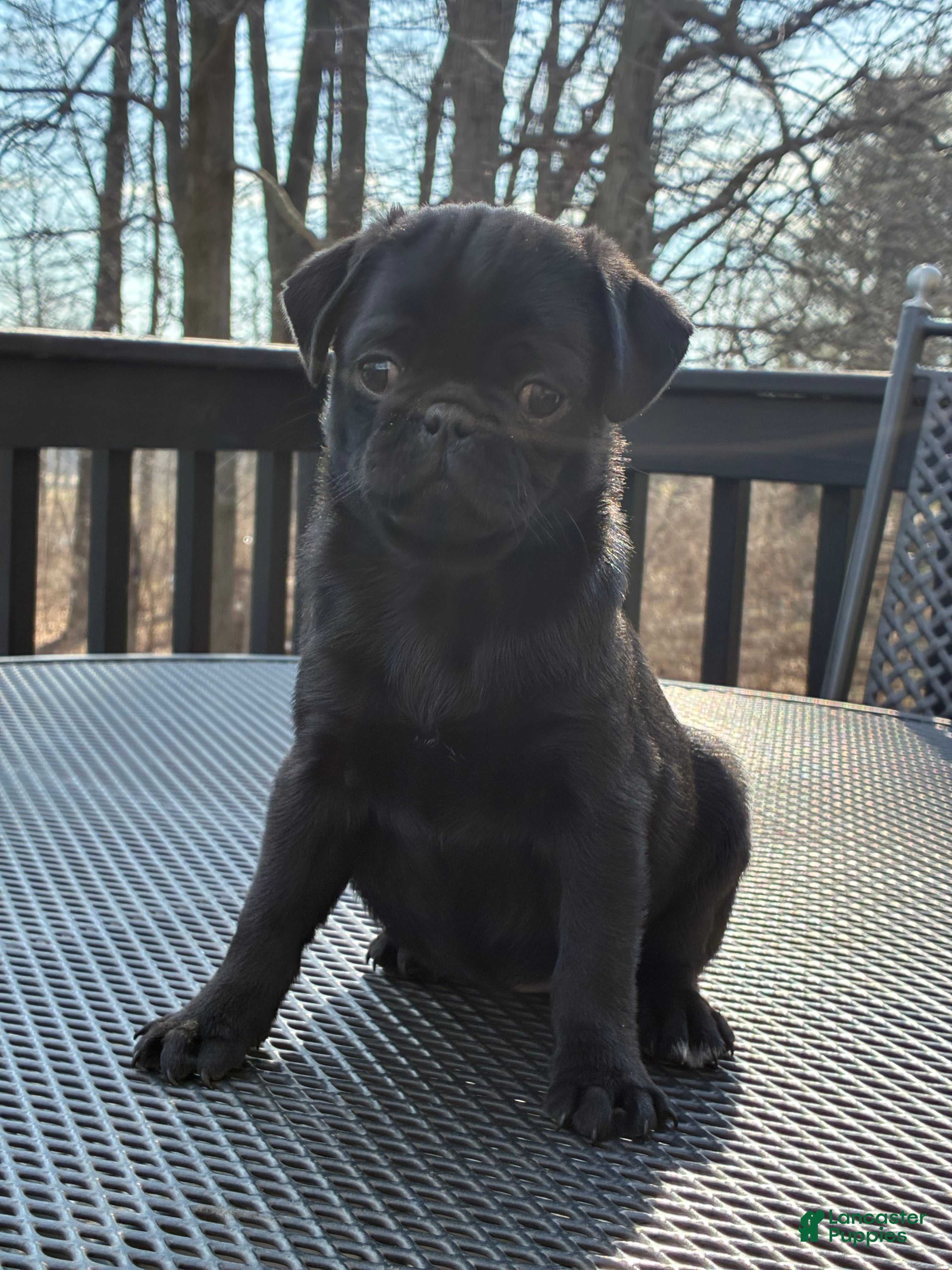 Pug dogs  Addie - Ad 2