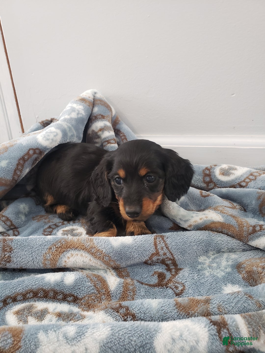 Miniature Dachshund dogs for sale: Bella - Ad 4