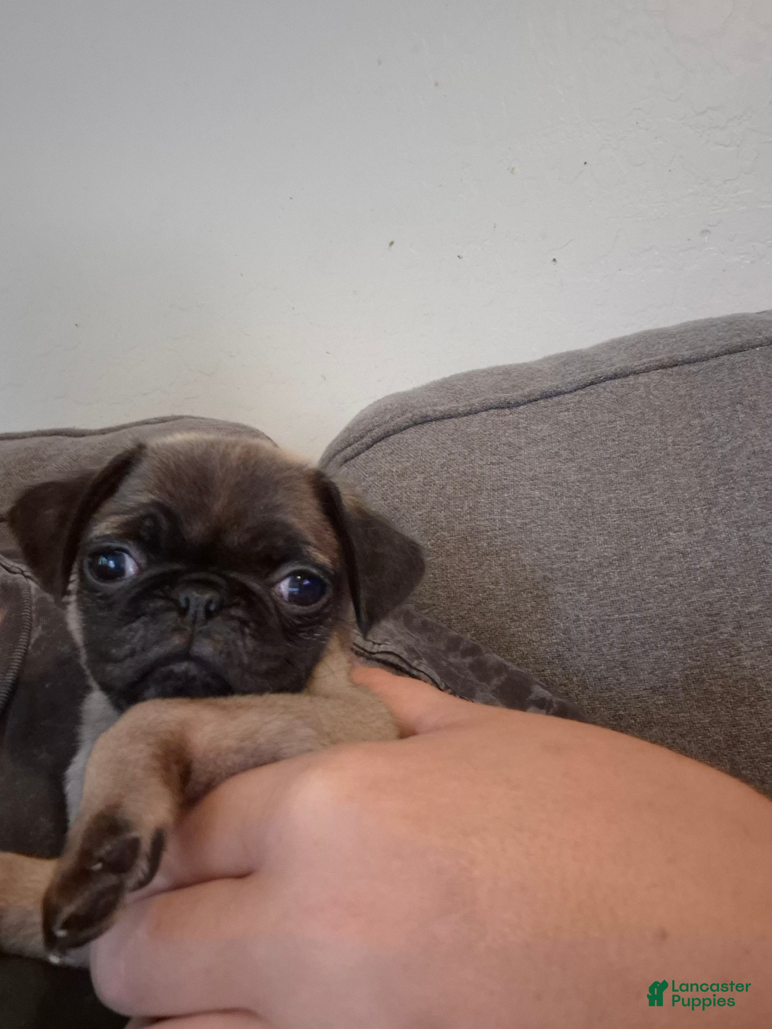 Pug dogs for sale: Pug Puppy 2 - Ad 1