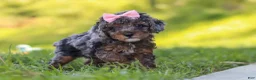 Miniature Poodle dogs for sale: Lexi - Ad 8