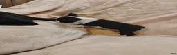 Boston Terrier dogs for sale: Boston Terrier 3 - Ad 3