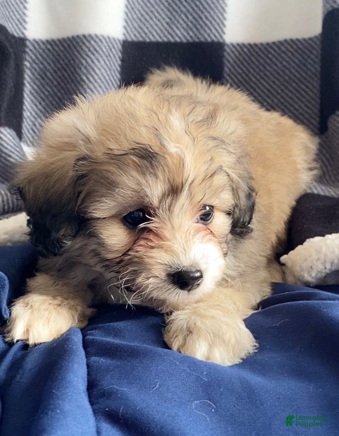 Mini Aussiedoodle dogs Charlie - Ad 7
