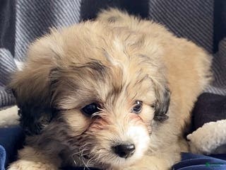 Mini Aussiedoodle dogs Charlie - Ad 7