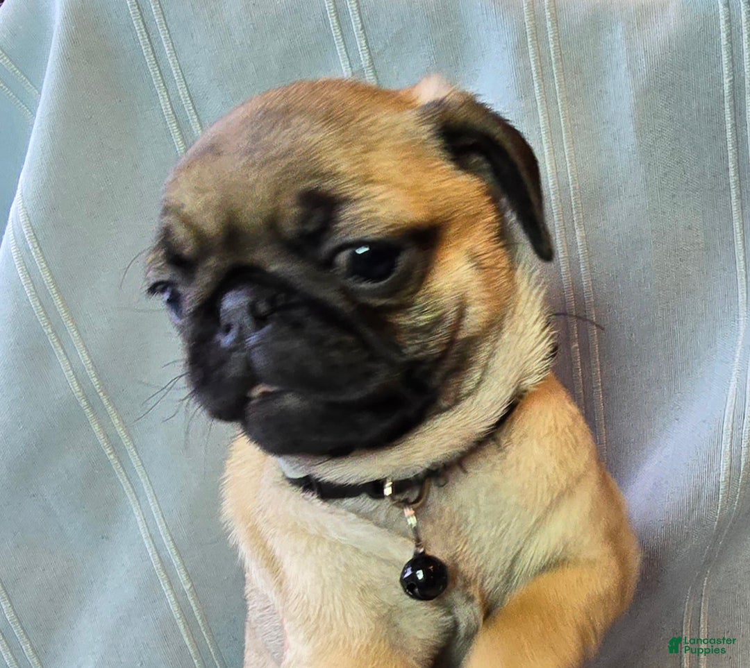 Pug dogs for sale: Fannie - Ad 4