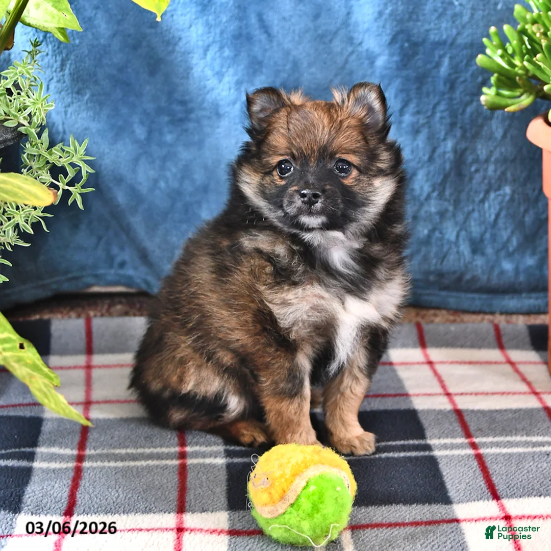 Pomeranian dogs for sale: Buddy - Ad 1